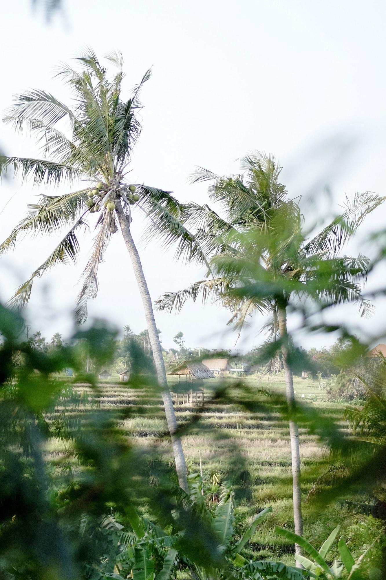 แพลนตา ลักชัวรี บูทิก รีสอร์ต Hotel ชังกู ภายนอก รูปภาพ